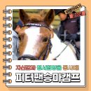 피터팬승마캠프 이미지