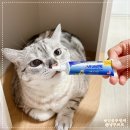고양이 잇몸 빨갛게 치주염 보일 때 안티셉틱 바른 후기