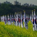 5월의 구리 유채꽃 축제 이미지