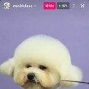 도듬애견미용학원 네이버블로그