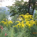 Sugarloaf Mtn, Catskills (08/23/23) 이미지