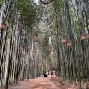 죽녹원 | 담양여행 죽녹원 방문 후기 산책 대나무축제 일정 정보 정리