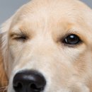 봄동물병원 이미지