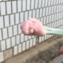 나이스크림 - 평택시 원평2로 27 | [양천구 맛집] 수제 젤라또 소르베 전문점 나이스크림 백도 소르베 후기