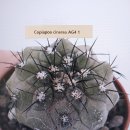 유럽산 실생의 흑왕환(Copiapoa cinerea)들1 이미지