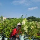 윙키핑키 이미지