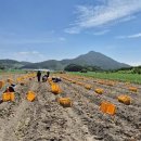 남원종자 이미지