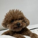 디그루밍 이미지