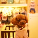 토미펫샵 이미지