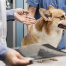 토평동물병원 이미지