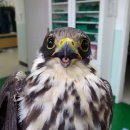 충남야생동물구조센터 이미지