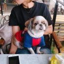 다독(Da Dog) | 강남 애견카페-다독인더시티(DA DOG in The City)