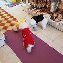 남창애견 이미지