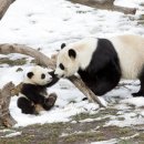 판다 이미지