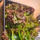 시골할매쌈밥 이미지