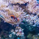 산호환경 이미지