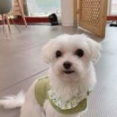 예쁘개&사랑스럽개 이미지