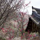 상매경로당 | 군위상매댁과 군위 대율리 대청은 이웃하고 있다 / 2012.04.05. 군위한밤마을