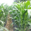 초정농장 이미지