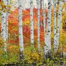 자작나무 이미지