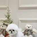 퍼피빌리지 - 강남구 학동로82길 13 | 퍼피빌리지