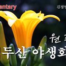 [꽃 이야기 174회] 근심 걱정을 잊게하는 망우초 - 원추리 이미지