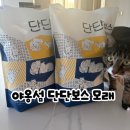 야옹동물병원 | (솔직후기) 방광염 입원 후 바꾼 고양이모래, 먼지 없는 야옹섬 벤토나이트 추천