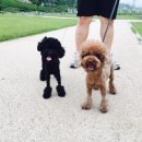 들어오개