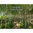 청주 숲 카페 ㅣ 숲테라피 피크닉 카페, 수피아자작나무농원