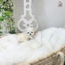 유앤미펫 강아지분양 고양이분양 일산점 이미지