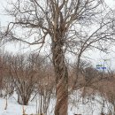 장홍순 | 먹을거리 즐길거리 많은 강원도여행 용평리조트 맛집을 찾아라