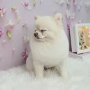 뷰티풀독 이미지