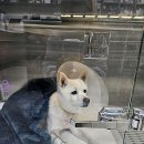 조항일동물병원 이미지