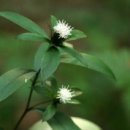 약용식물관리사 이미지