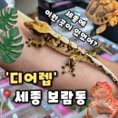 디어렙세종보람 | 샵 희귀동물 파충류와 도마뱀을 직접 볼 수 있는 핫플레이스 세종 가볼만한 곳,디어렙 세종 보람점 후기