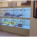 대구강아지분양 마마스미독 본점 이미지