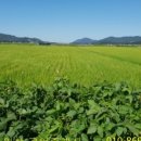 인삼공인중개사사무소 이미지