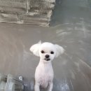 비비드그루밍 이미지