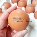 양촌농원 1농장 이미지