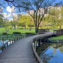 구갈레스피아_M 이미지