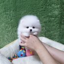 애견왕국 이미지