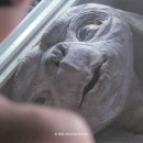 이티(E.T) 이미지