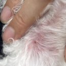 대정동물병원 이미지