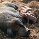 황금돼지농장 이미지