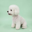 러비더비 | 안산 애견미용 찾다가 정착한 곳, 귀툭튀 비숑 미용이 정말 마음에 들었던 러비더비 후기