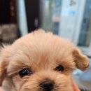 야옹아 멍멍해봐 세종점 이미지