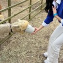 해송목장 이미지