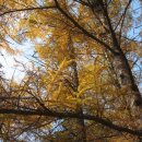 엘크사슴 이미지