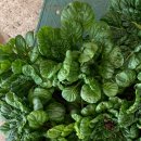 가보농장 이미지