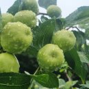 두루봉농원2 이미지